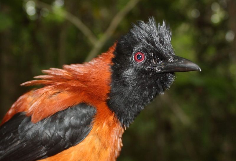 Pitohui encapuchado: el único pájaro tóxico