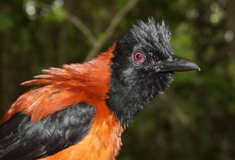 Pitohui encapuchado