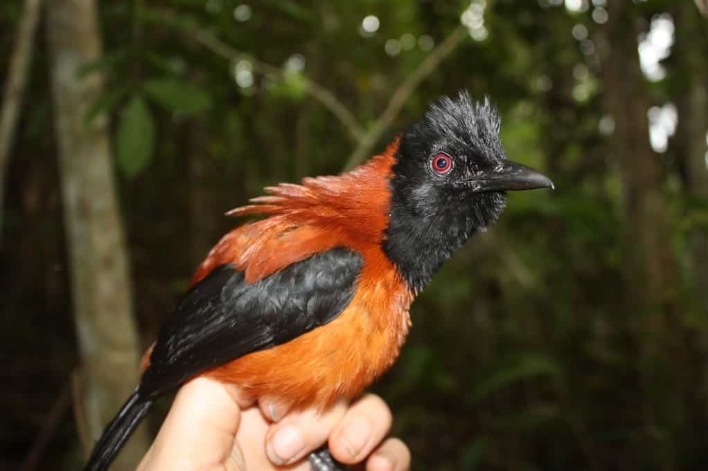 Pitohui encapuchado