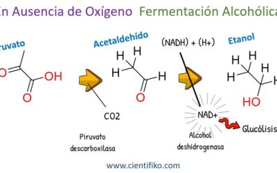 ¿Qué es la glucolisis anaerobia?