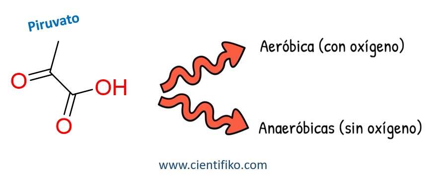 Glucolisis