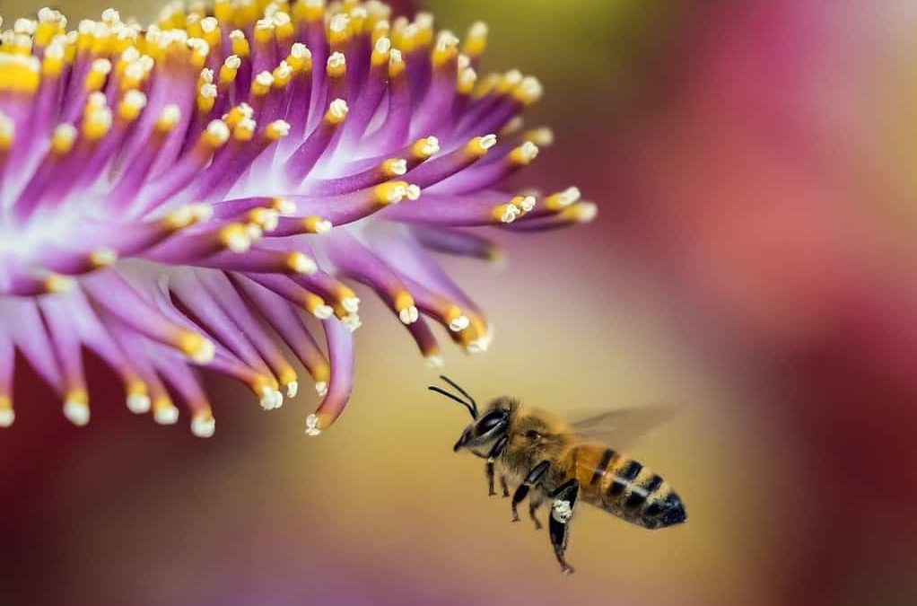 ¿Qué pasaría si se mueren todas las abejas?