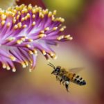 ¿Qué pasaría si se mueren todas las abejas?