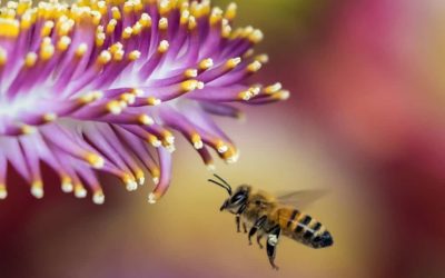 ¿Qué pasaría si se mueren todas las abejas?