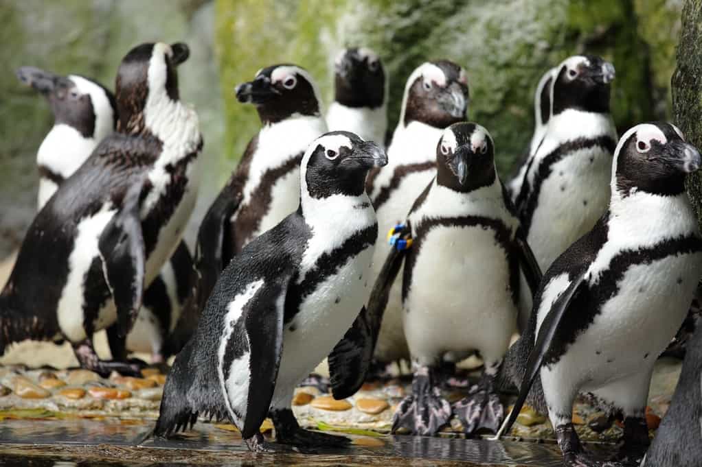 penguinos de magallanes