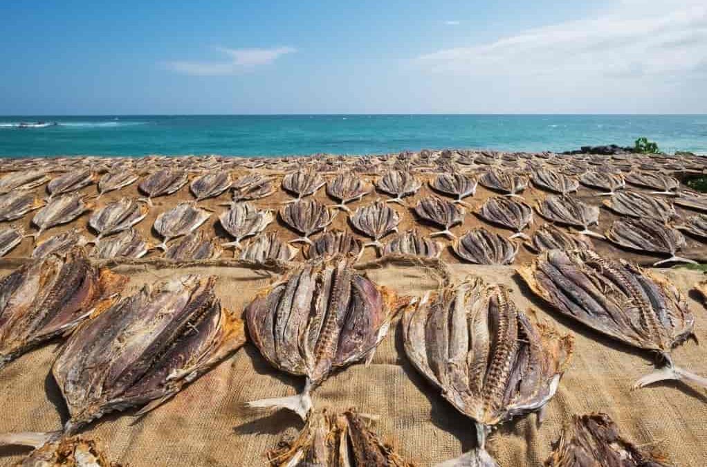 El secado de los alimentos de manera correcta