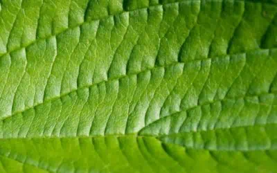 Función del cloroplasto en la fotosíntesis